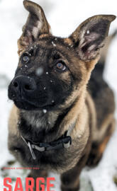 Sarge: Service Dog IT