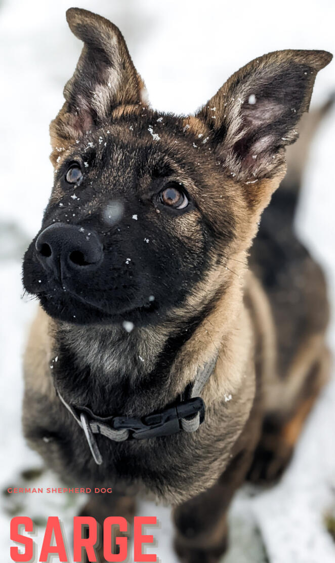 Sarge: Service Dog IT