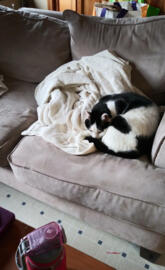 Bella grace bella bell