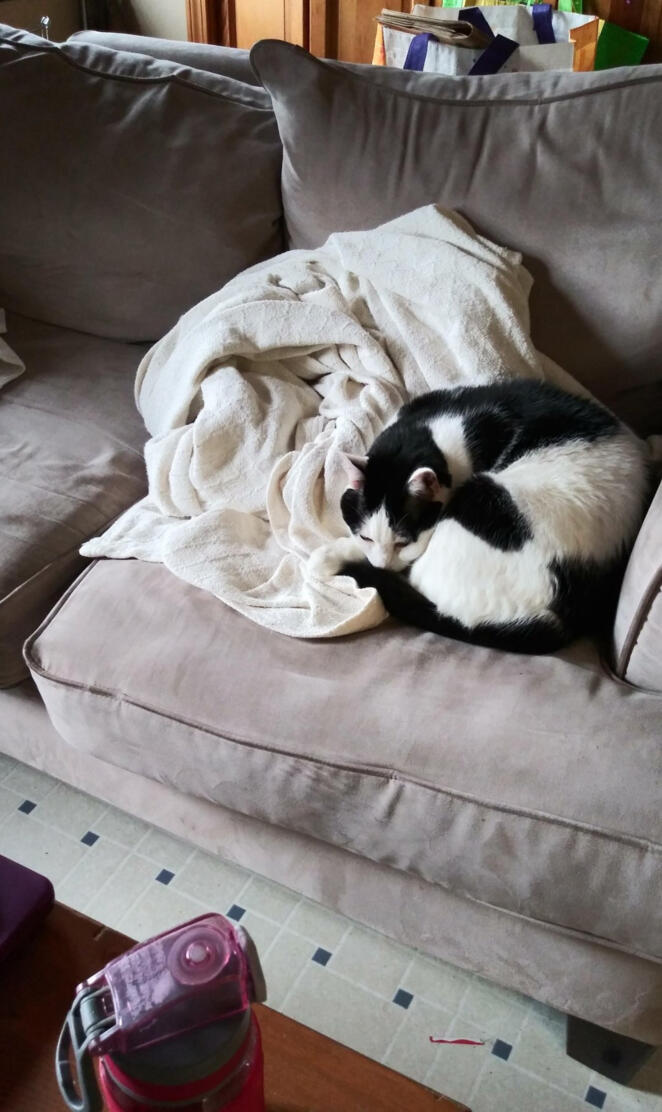 Bella grace bella bell