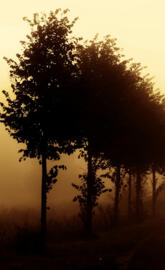 Foggy Tree In Dawn