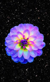 Pretty Bright Flower