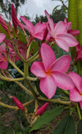 Fuschia plumeria