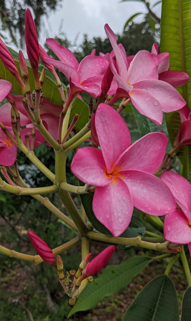Fuschia plumeria