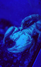 Scorpion Blacklight