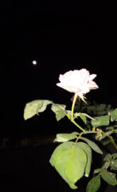 Rose and Moon
