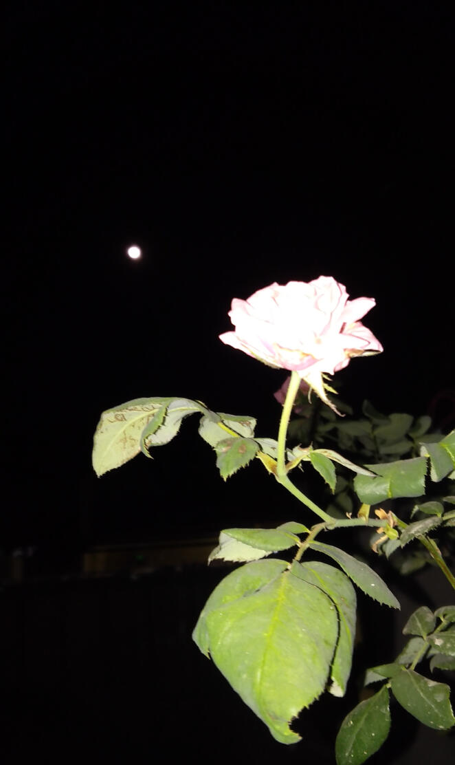 Rose and Moon