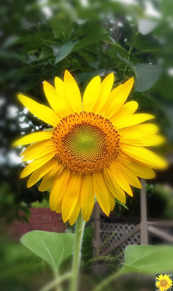 Cheery helianthus