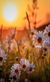 Daisies on sun shine