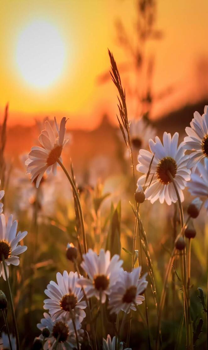 Daisies on sun shine