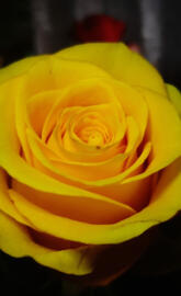 Yellow Rose
