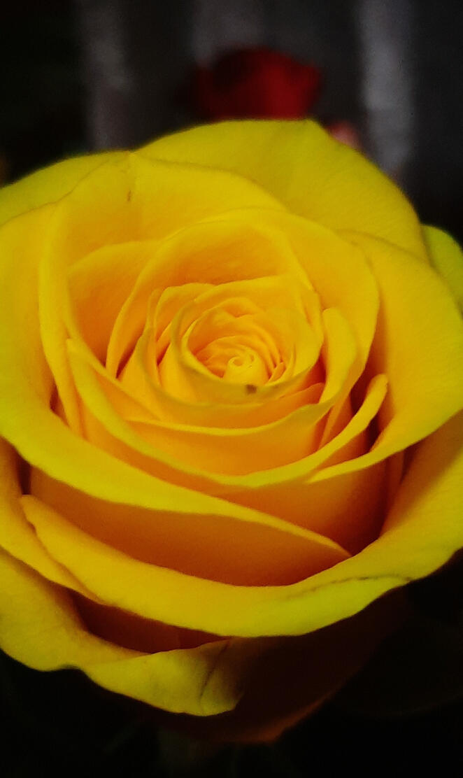 Yellow Rose