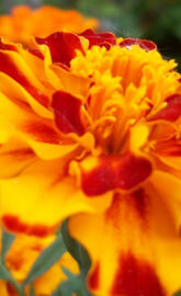 Redyellow Marigold