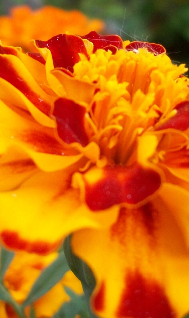 Redyellow Marigold