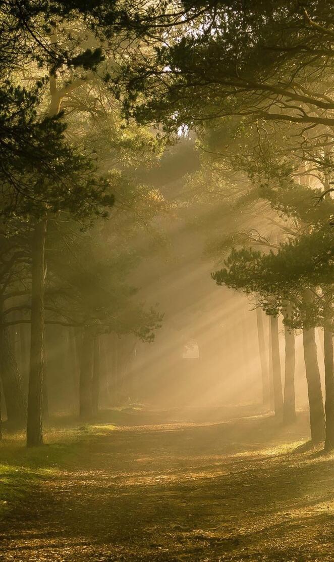 Sunlight nature