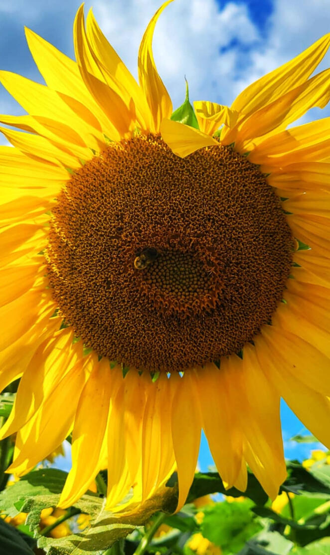 Sunflower