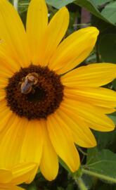 Honeybee at Work