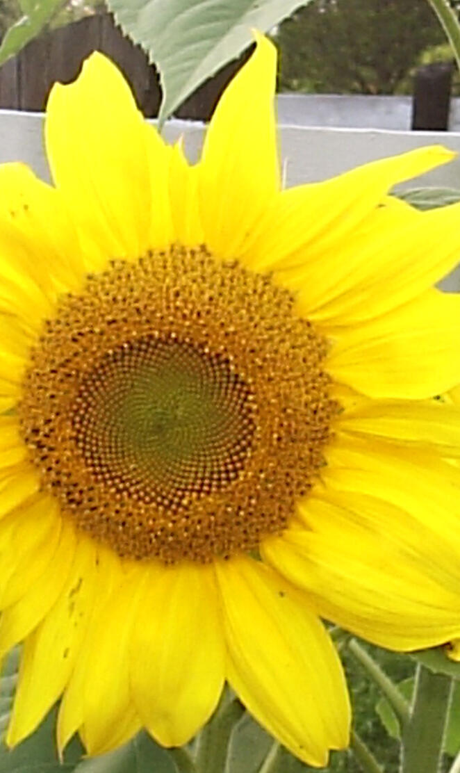 Sunflower