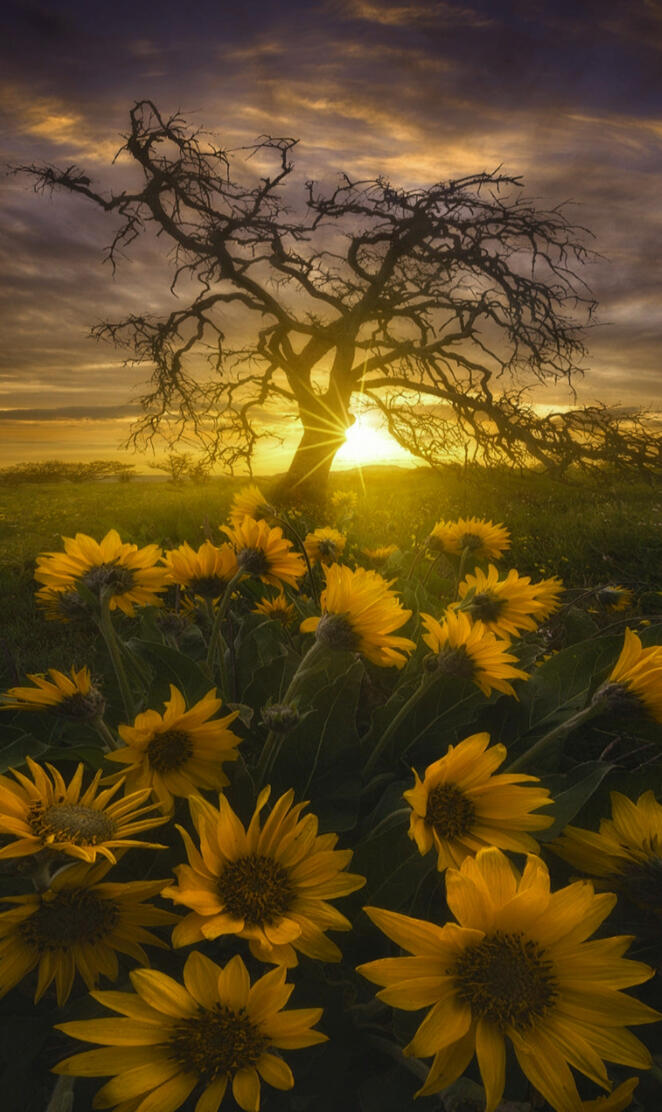 Sunflowers