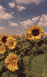Sunflowers