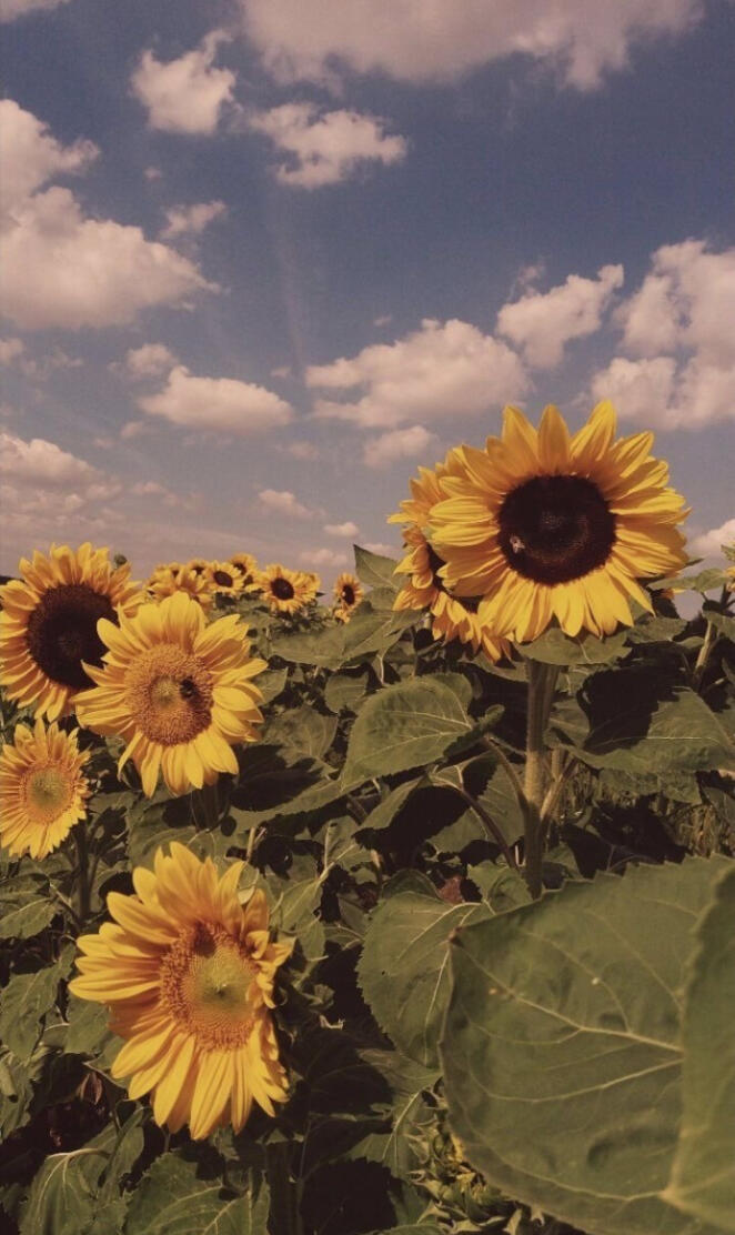 Sunflowers