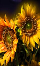 Sunflowers