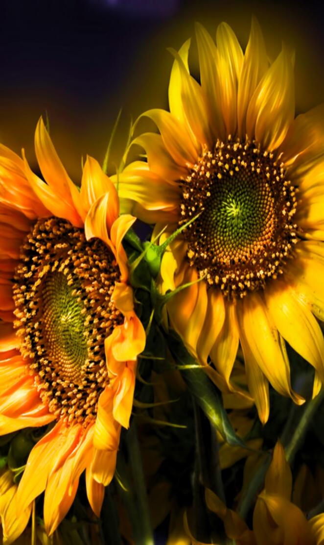Sunflowers