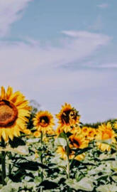 Sunflowers