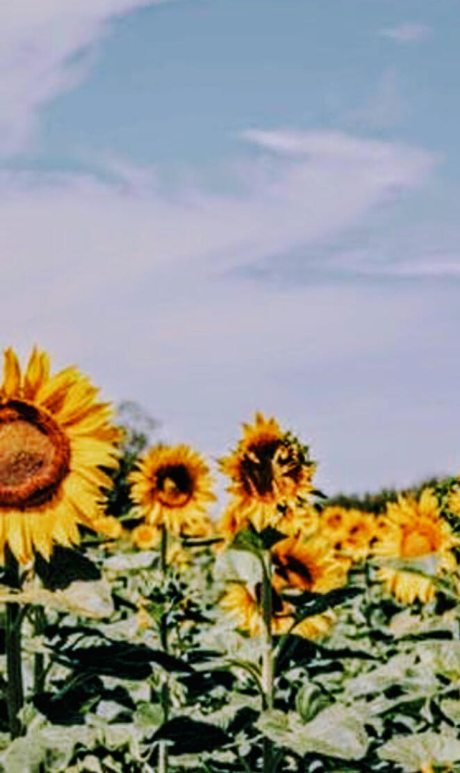 Sunflowers