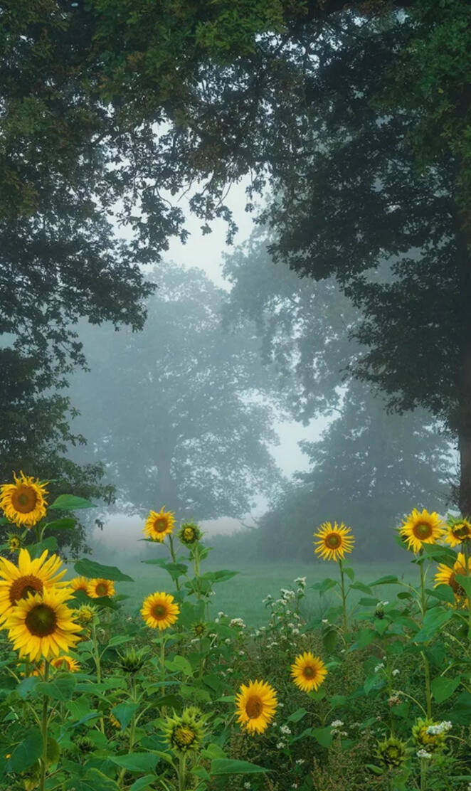 Sunflowers