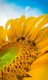 bees on sunflower