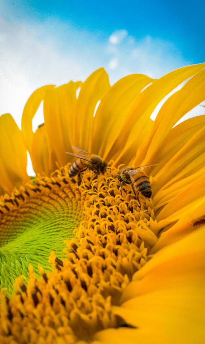 bees on sunflower