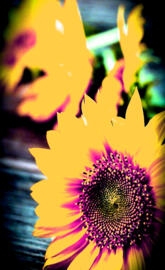 Modified sunflower
