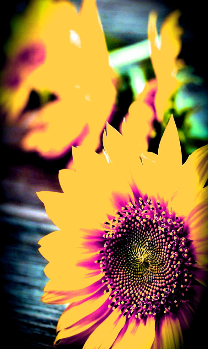 Modified sunflower