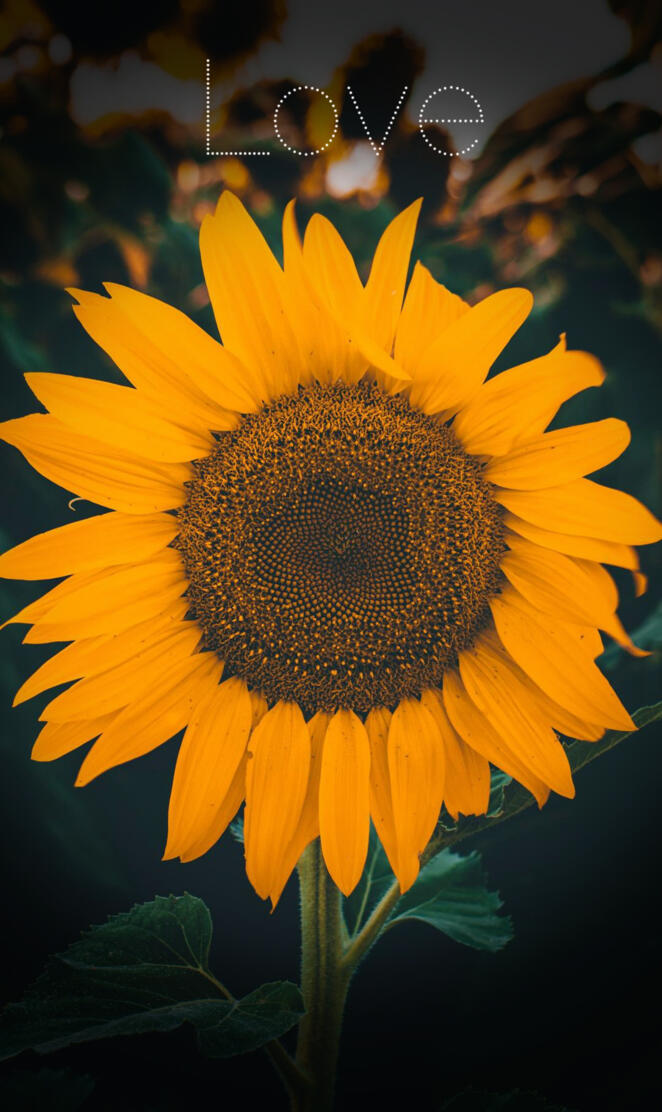 Sunflower aesthetic