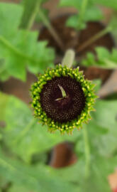 Green sunflower