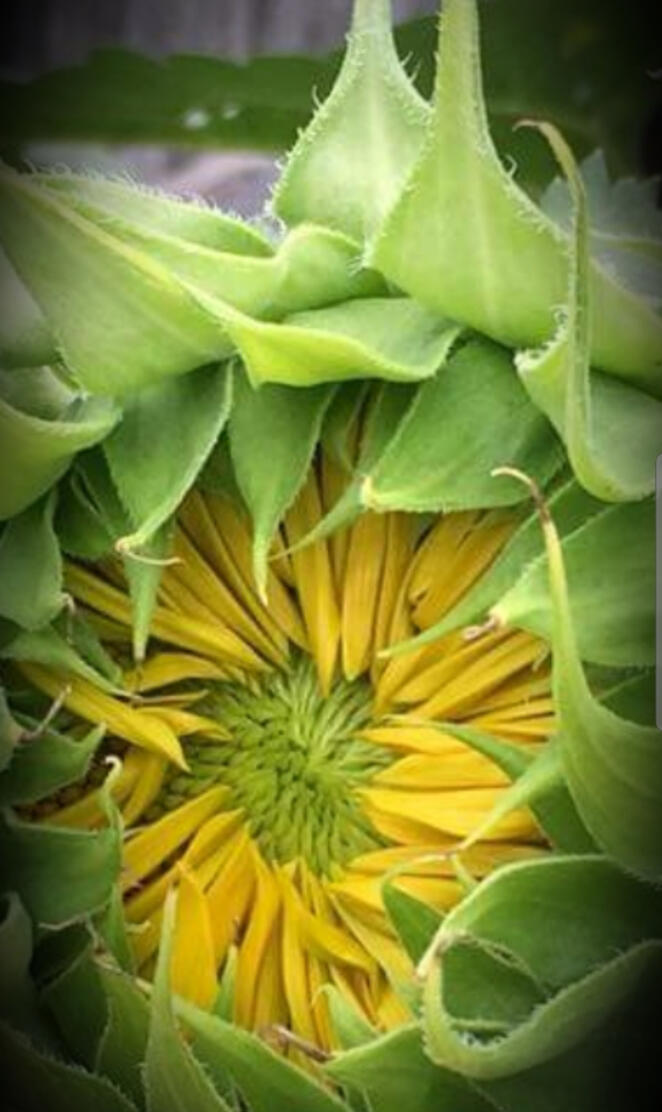 Beauty sunflower