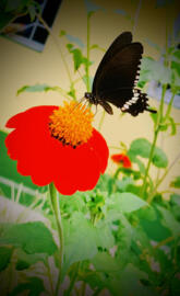 Beauty and butterfly