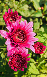 Sunflowers pink