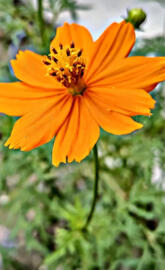 Sunflower wallpapers