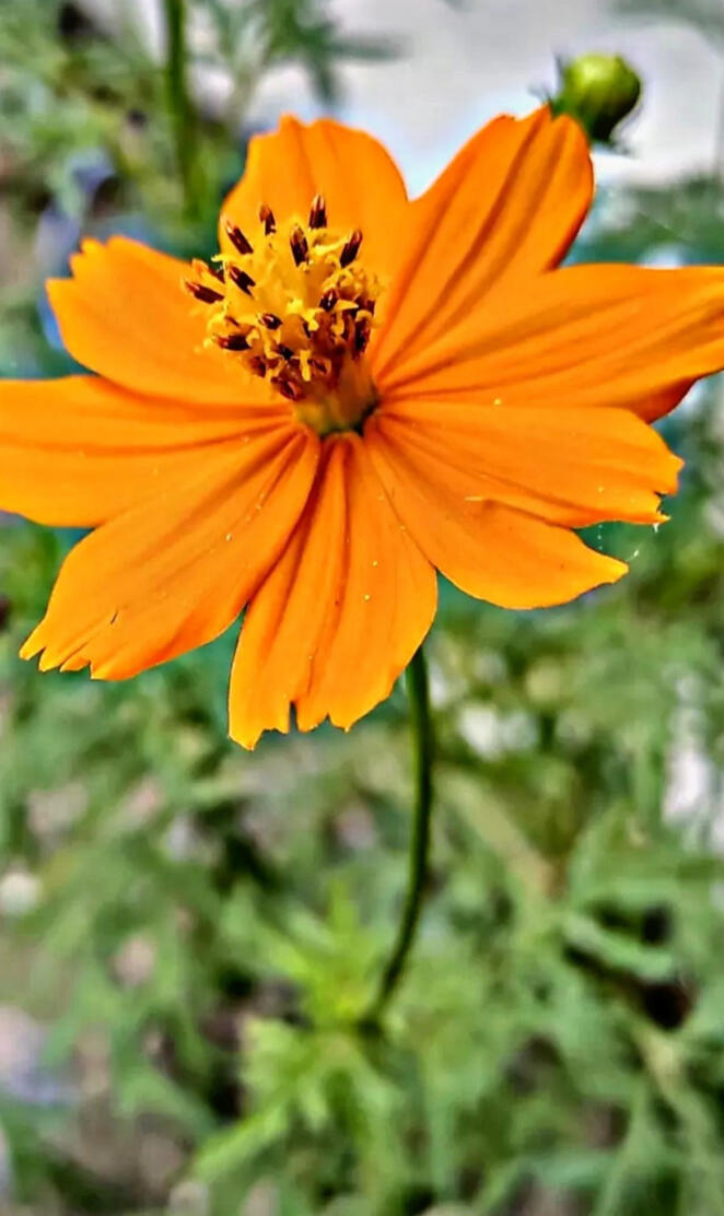 Sunflower wallpapers