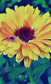 Sunflower wallpapers