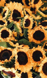 Sunflower Patch