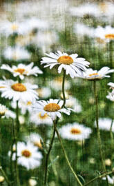 BSI White Daisies