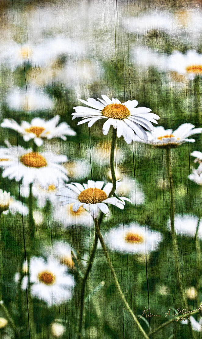 BSI White Daisies