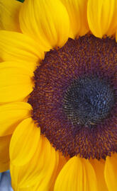 Girasol