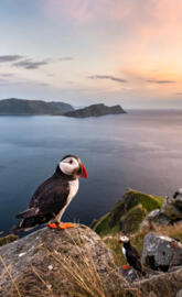 Puffin