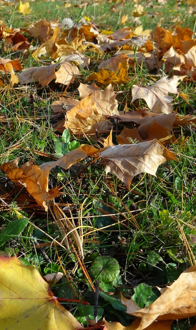 Hd Autumn Leafes