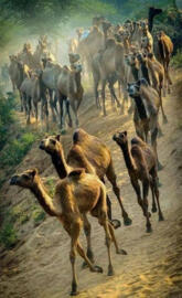 camels