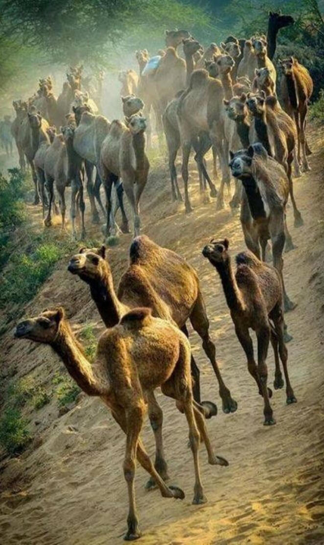camels